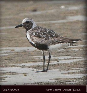 Grey Plover