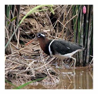 Greater Painted-snipe