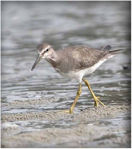 Grey_tailed Tattler