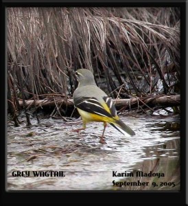 Grey Wagtail