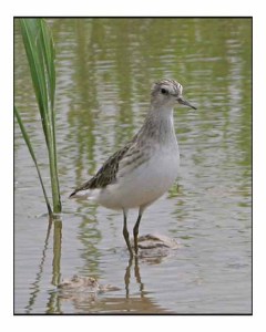 LONG-TOED STINT