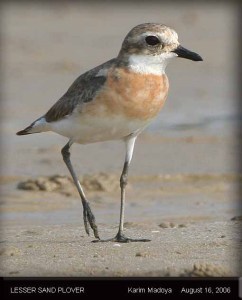 Lesser Sand Plover