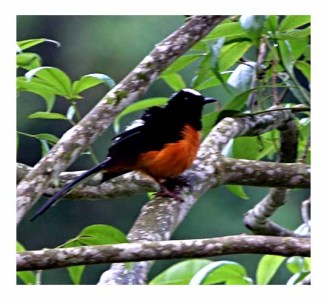 White-crowned Shama