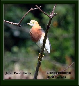 Javan Pond Heron