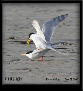 Little Tern