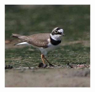 Little Ringed Plover