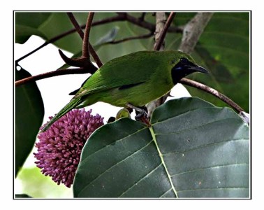 Lesser Green Leafbird