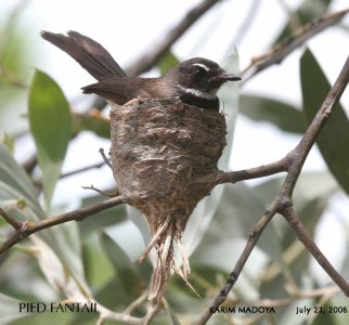 Pied Fantail