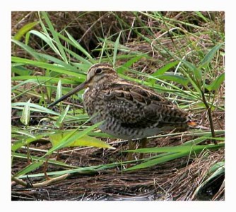 Pintail Snipe