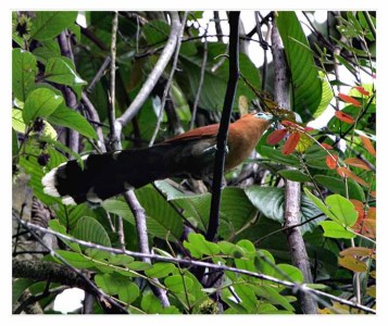 Raffles's Malkoha