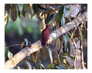 Rufous Woodpecker