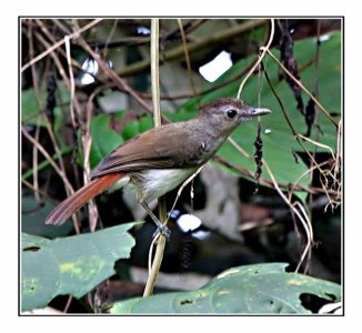 Sooty-capped Babbler