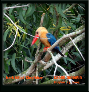 Stork-billed Kingfisher