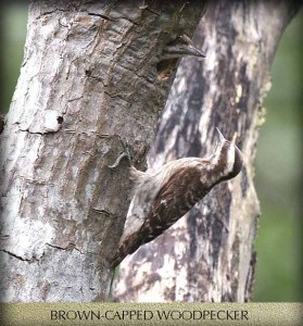 SUNDA PYGMY WOODPECKER