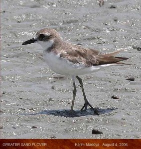 Greater Sand Plover