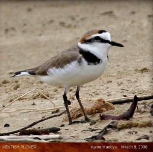 Kentish Plover