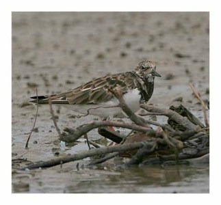 Ruddy Turnstone