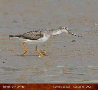 Terek Sandpiper