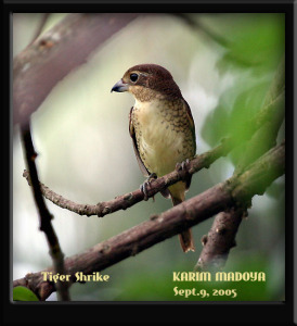 Tiger Shrike