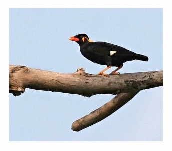 Hill Myna