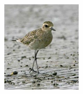 Pacific Golden Plover