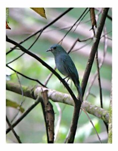 Verditer Flycatcher