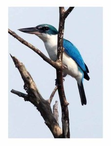 White-collared Kingfisher