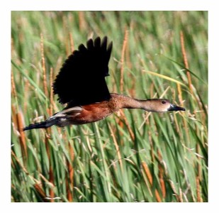 Wandering Whistling-duck