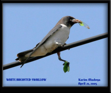 White-breasted Swallow