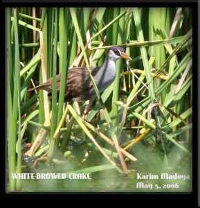 White-browed Crake