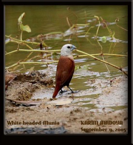 White-headed Munia