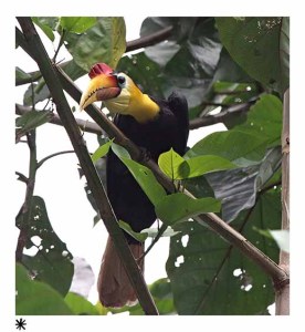 Wrinkled Hornbill