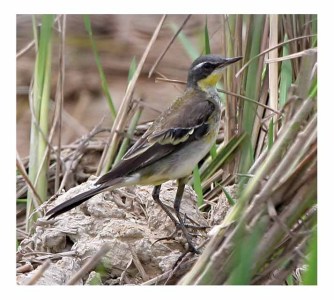 Yellow Wagtail